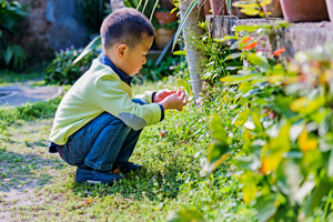 Boy looks at flowers in a garden.