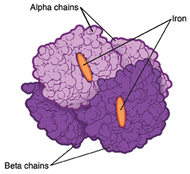 Structure of normal hemoglobin molecule.